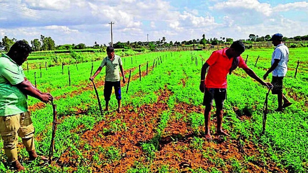 ಶಿಡ್ಲಘಟ್ಟ: ಮಳೆ ಕೊರತೆ ನಡುವೆಯೂ ರಾಗಿ ಬೆಳೆ ಉಳಿಸಿಕೊಳ್ಳಲು ರೈತರ ಸಾಹಸ
