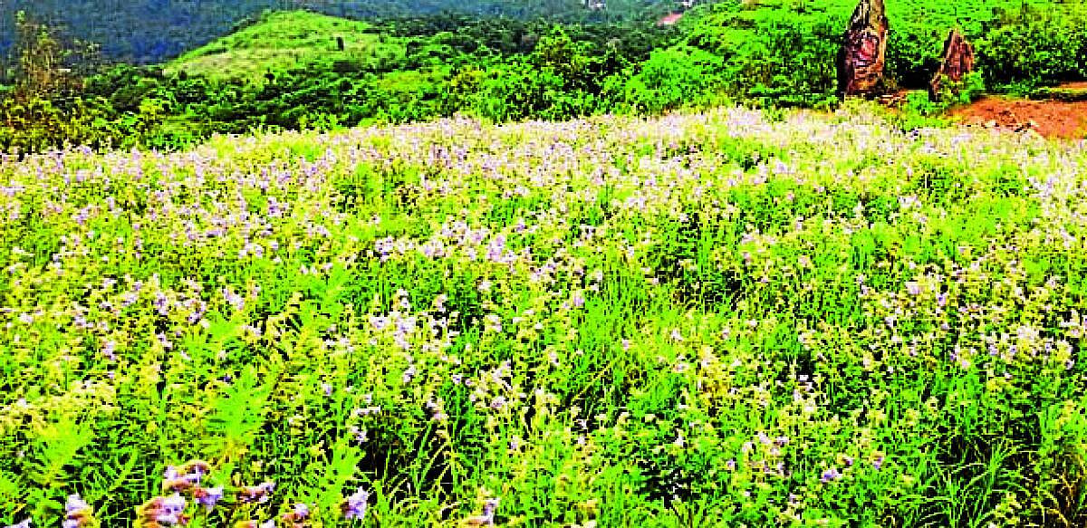 ಕಳಸ: ಕುದುರೆಮುಖದಲ್ಲಿ ಆರಲೆ ಹೂಗಳ ಬಿನ್ನಾಣ...!