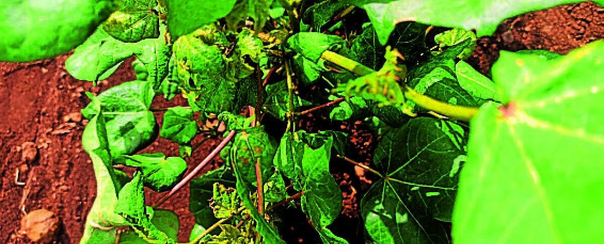 ಕೆಂಭಾವಿ: ಹತ್ತಿ ಬೆಳೆಗೆ ಎಲೆ ಮುಟ್ಟು ವ್ಯಾಪಕ ರೋಗ, ರೈತರಲ್ಲಿ ಆತಂಕ