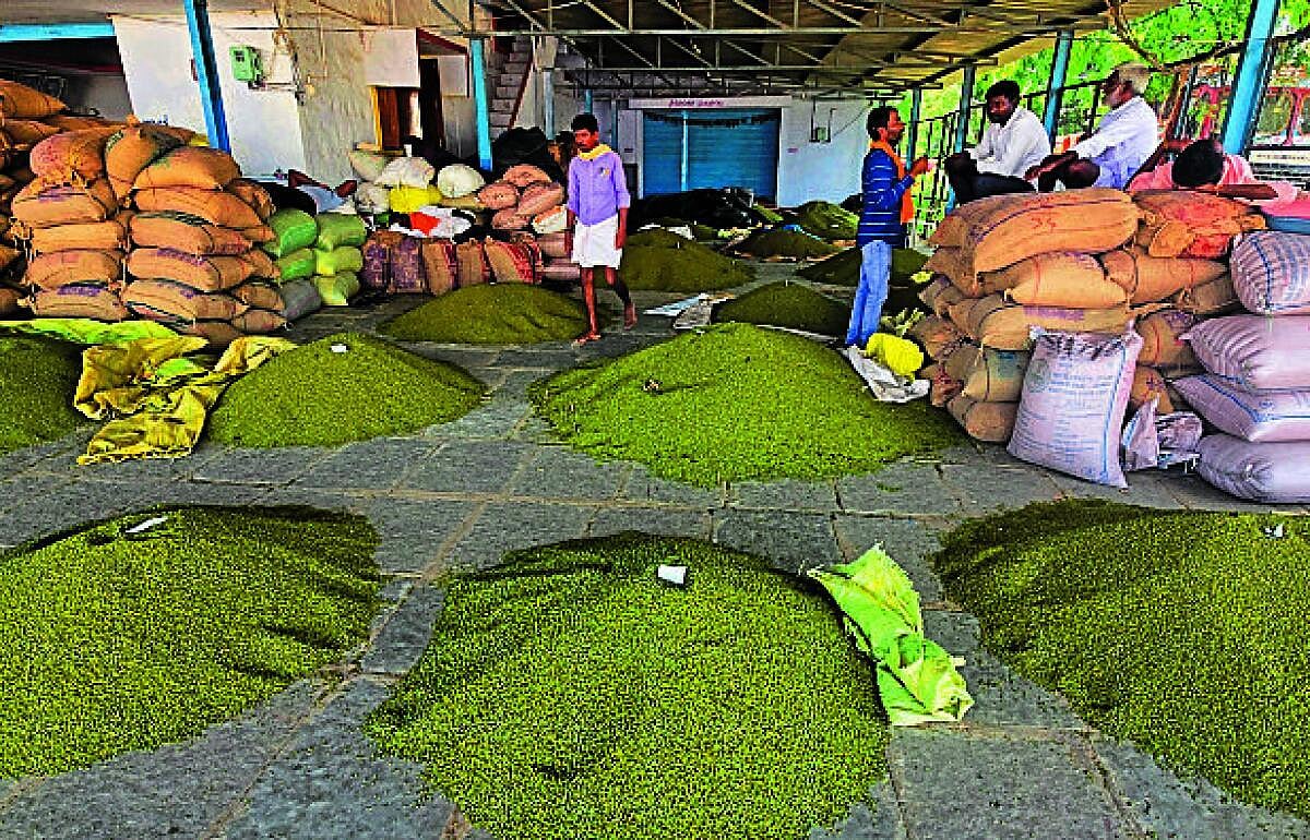 ಯಾದಗಿರಿ: ಹೆಸರುಕಾಳು ಇಳುವರಿ ಕುಸಿತ, ರೈತರಿಗೆ ಸಂಕಷ್ಟ