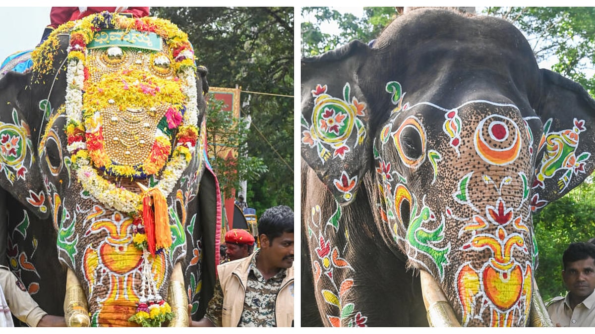 ಮೈಸೂರು ದಸರಾ ನಿಶಾನೆ ಆನೆಯಾಗಿ ಅಭಿಮನ್ಯು: ಮಾಜಿ ಅರಣ್ಯ ಸಚಿವರ ಮನವಿಗೆ ಸ್ಪಂದನೆ