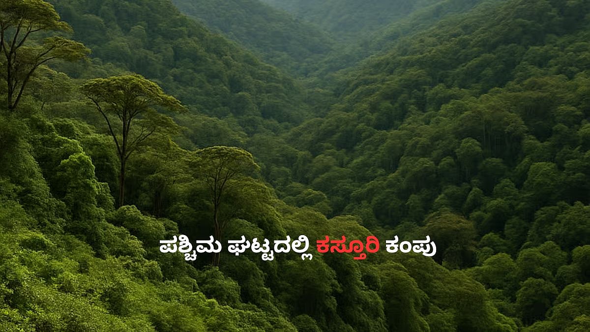 ಕಸ್ತೂರಿರಂಗನ್ ವರದಿ: ಕಾಡು ಉಳಿಸಿ, ಜನರ ಬದುಕನ್ನೂ ಉಳಿಸುವುದು ಹೇಗೆ?
