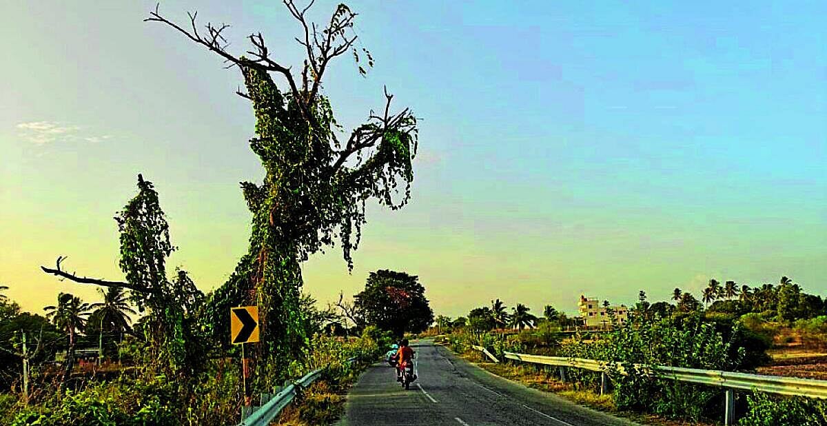 ಚೇಳೂರು-ಚಿಂತಾಮಣಿ ಮುಖ್ಯರಸ್ತೆಗೆ ಬಾಗಿವೆ ಒಣಗಿದ ಮರಗಳು