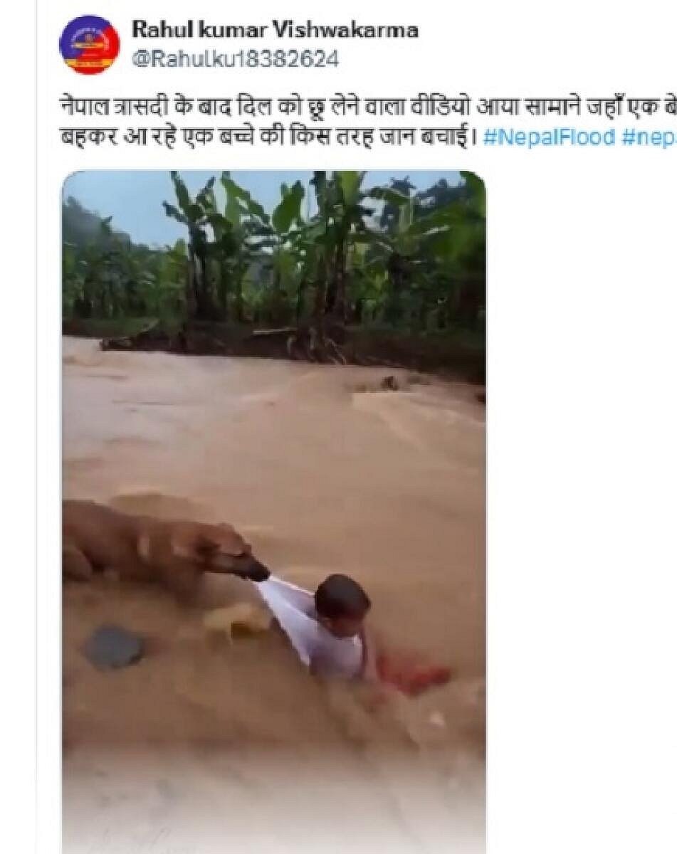 FactCheck: ಕೊಚ್ಚಿ ಹೋಗುತ್ತಿರುವ ಮಗುವನ್ನು ನಾಯಿ ರಕ್ಷಿಸಿರುವುದು–ಇದು ಸುಳ್ಳು