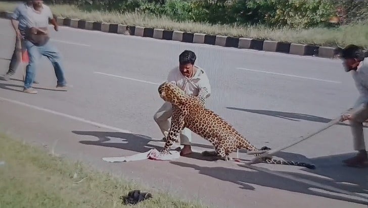 ಅರಣ್ಯ ಇಲಾಖೆ ಸಿಬ್ಬಂದಿ ಮೇಲೆ ಚಿರತೆ ದಾಳಿ: ರಕ್ಷಣಾ ಕಾರ್ಯಾಚರಣೆ ವೇಳೆ ಘಟನೆ