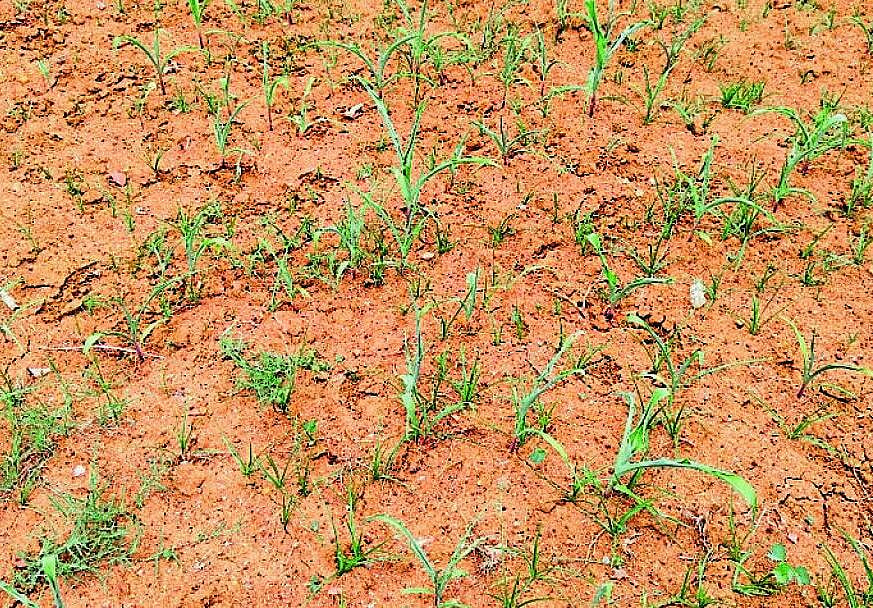 ಮಳೆ ಇಲ್ಲದೆ ಒಣಗುತ್ತಿರುವ ರಾಗಿ, ಜೋಳದ ಪೈರು; ರೈತರಿಗೆ ಸಂಕಷ್ಟ
