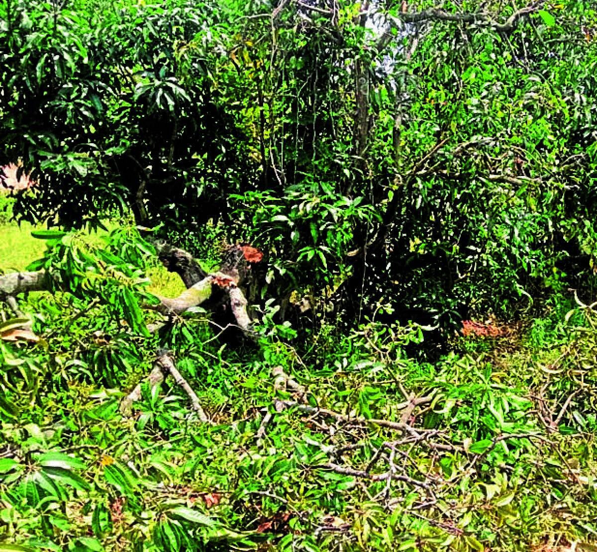 ರಾಮನಗರದಲ್ಲಿ ಕಾಡಾನೆಗಳಿಂದ ಬೆಳೆ ಹಾನಿ, ರೈತರಿಂದ ಅರಣ್ಯ ಇಲಾಖೆ ವಿರುದ್ಧ ಆಕ್ರೋಶ