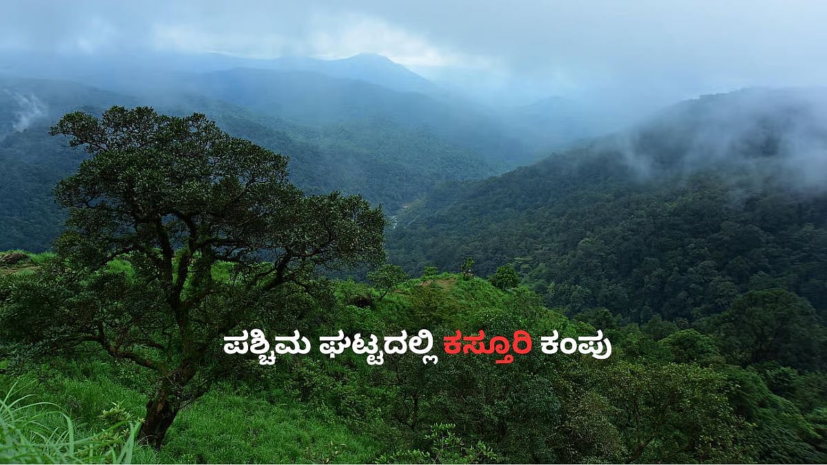 ಕಸ್ತೂರಿರಂಗನ್ ವರದಿ: ಕರ್ನಾಟಕಕ್ಕೆ ಬೇಕು ತನ್ನದೇ ಪಶ್ಚಿಮ ಘಟ್ಟ ಸಂರಕ್ಷಣಾ ಮಾದರಿ