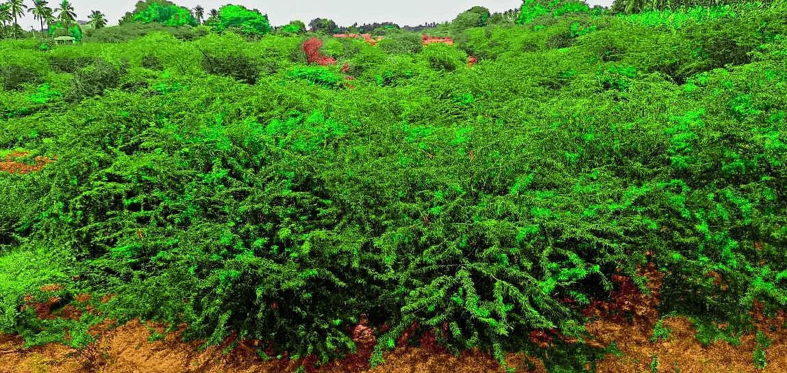 ಕೊಡಿಗೇನಹಳ್ಳಿ: ಸೀಮೆಜಾಲಿ ಗಿಡಗಳಿಂದ ನದಿ, ಕೆರೆ ಪಾತ್ರಕ್ಕೆ ಕಂಟಕ