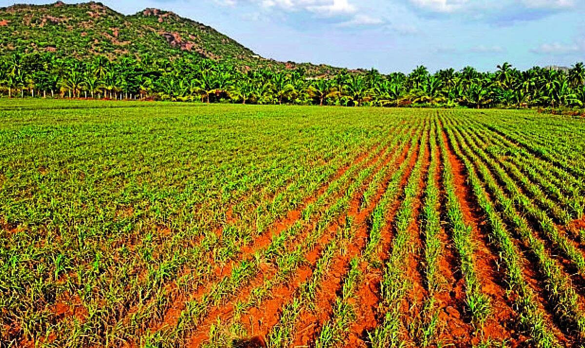ಮಳೆ ಸುರಿಯದಿದ್ದರೆ ಕೈಬಿಡಲಿದೆ ರಾಗಿ ಬೆಳೆ: ಹೊಸದುರ್ಗ ರೈತರು ಆತಂಕ