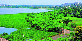Photo: Prajavani