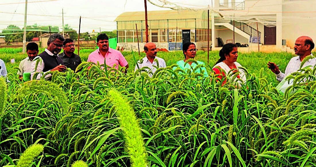 ಹವಾಮಾನ ವೈಪರೀತ್ಯದ ನಡುವೆ ಸಿರಿಧಾನ್ಯ ಬೆಳೆದು ಗೆದ್ದ ಹಿರಿಯೂರು ರೈತರು