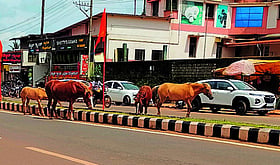 Photo: Prajavani