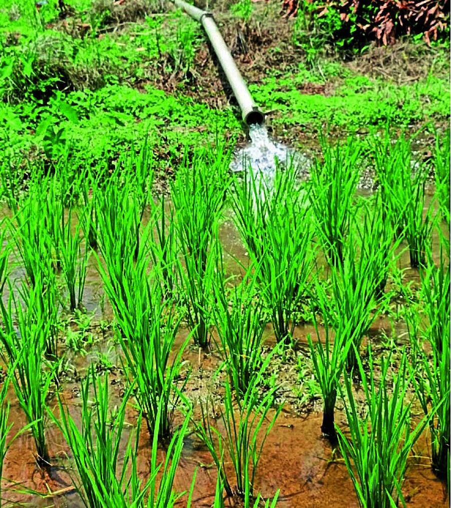 ನಾಪೋಕ್ಲು: ಮಳೆ ಇಲ್ಲದೆ ಒಣಗುತ್ತಿರುವ ಭತ್ತದ ಗದ್ದೆ, ಕೃಷಿ ಹೊಂಡದ ನೀರು ಆಸರೆ