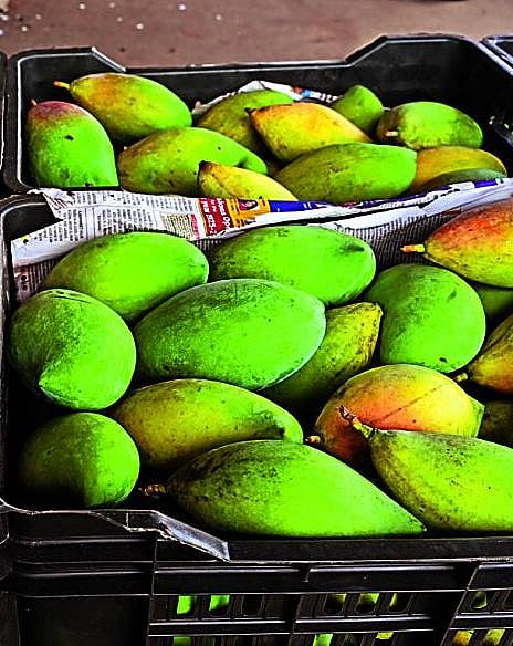 ತುಮಕೂರು ಮಾರುಕಟ್ಟೆ: ತೋತಾಪುರಿ ಮಾವು ಕೆ.ಜಿಗೆ ₹300ಕ್ಕೆ ಏರಿಕೆ