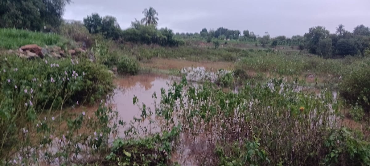 ಬಂಗಾರಪೇಟೆ ತಾಲ್ಲೂಕಿನಾದ್ಯಂತ ಮಳೆಯ ಸಿಂಚನ: ರೈತರ ಮೊಗದಲ್ಲಿ ಮಂದಹಾಸ