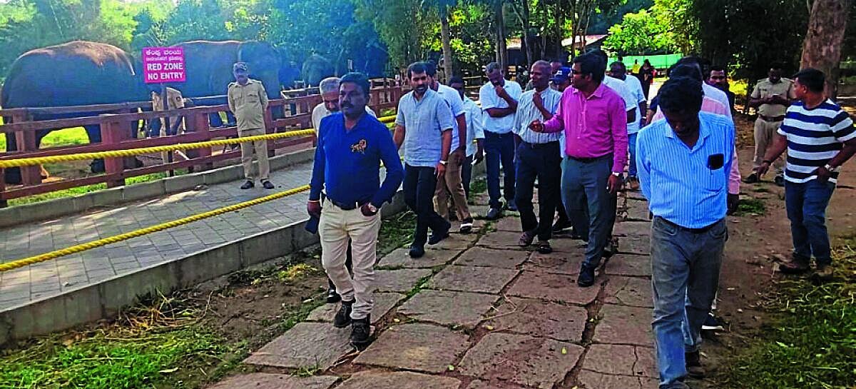 110 ದಿನಗಳ ನಂತರ ದುಬಾರೆ ಸಾಕಾನೆ ಶಿಬಿರ ಮುಕ್ತ: ಮೊದಲ ದಿನ 150 ಪ್ರವಾಸಿಗರ ಭೇಟಿ