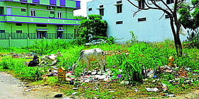 Photo: Prajavani