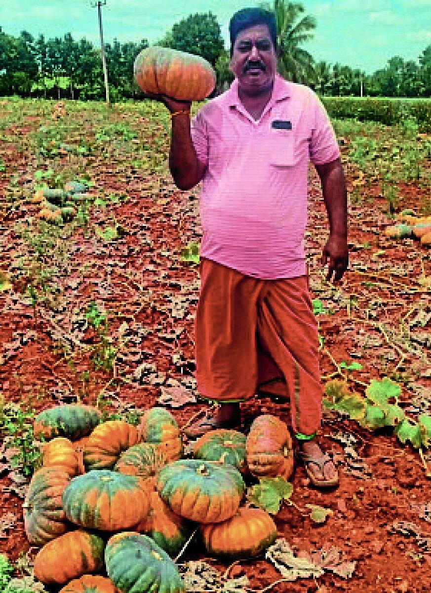 ಮಾರುಕಟ್ಟೆಯಲ್ಲಿ ಸಿಗದ ಯೋಗ್ಯ ದರ: ಕುಂಬಳಕಾಯಿ ಬೆಳೆದ ರೈತನಿಗೆ ನಷ್ಟ
