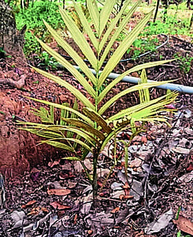 Photo: Prajavani
