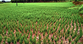 Photo: Prajavani
