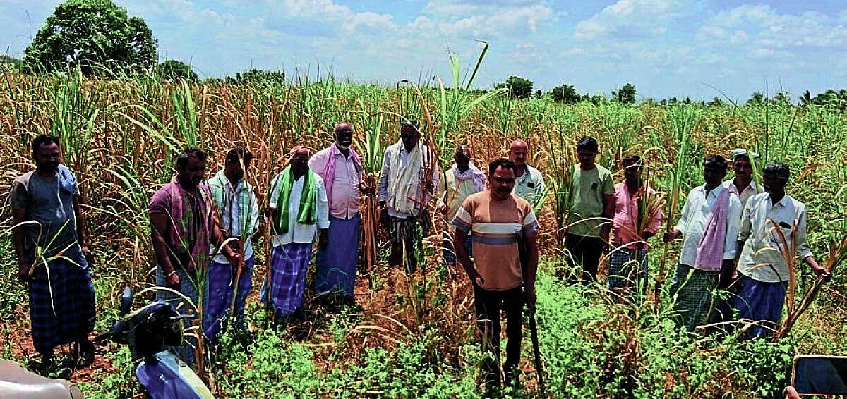 ಕಬ್ಬು ಒಣಗುತ್ತಿದೆ, ಕಟಾವಿಗೆ ಅನುಮತಿ ಕೊಡಿ: ರಾಣೆಬೆನ್ನೂರು ರೈತರ ಗೋಳು