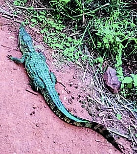 Photo: Prajavani