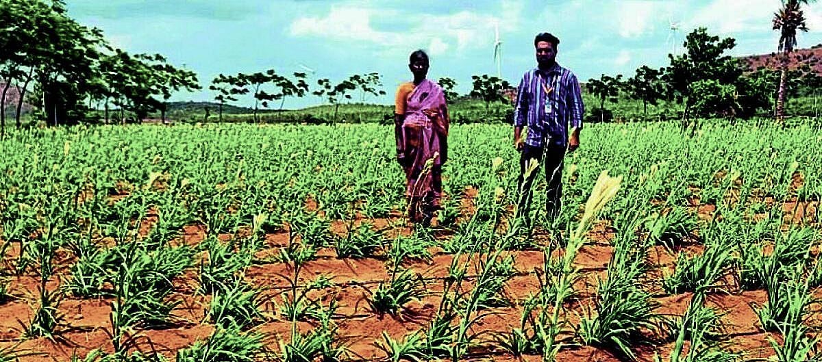 ಸುಗಂಧರಾಜ ಹೂವಿನಿಂದ ಕೈತುಂಬ ಆದಾಯ: ಸಿಂಧಿಗೇರಿ ರೈತ ಮಹಿಳೆ ಹನುಮಕ್ಕ ಸಾಧನೆ