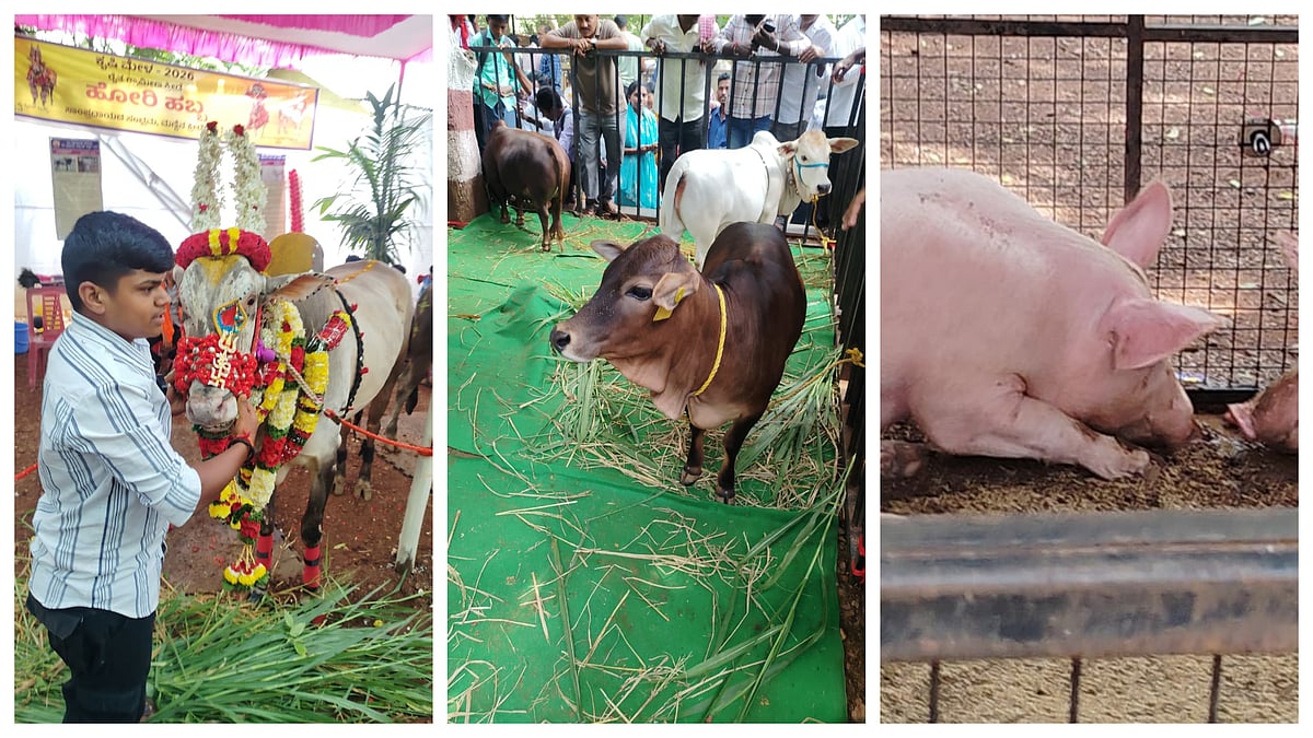ಧಾರವಾಡ ಕೃಷಿ ಮೇಳದಲ್ಲಿ ‘ಸೋಮನಹಳ್ಳಿ ಬ್ರಹ್ಮ’, ಪುಂಗನೂರು ಹಸು, ವಿದೇಶಿ ಹಂದಿಗಳು