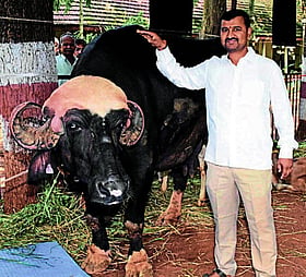 Photo: Prajavani