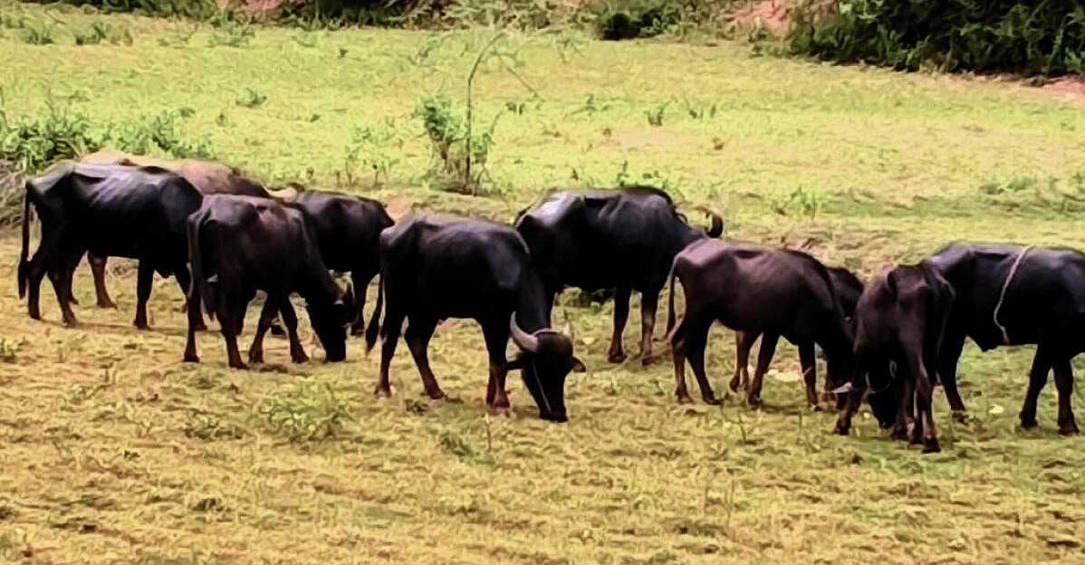 ಮಧುಗಿರಿಯಲ್ಲಿ ಮೇವಿನ ಕೊರತೆ; ರೈತರ ಕಷ್ಟ