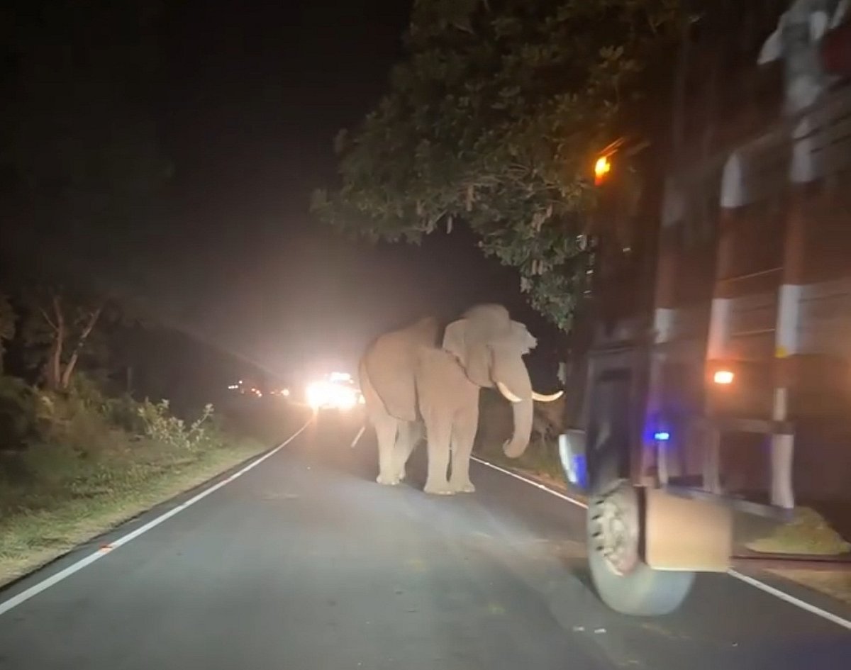 ಊಟಿ ರಸ್ತೆಯಲ್ಲಿ ಅಡ್ಡ ಬಂದ ಕಾಡಾನೆಗೆ ಲಾರಿ ಗುದ್ದಿಸಲು ಯತ್ನ?