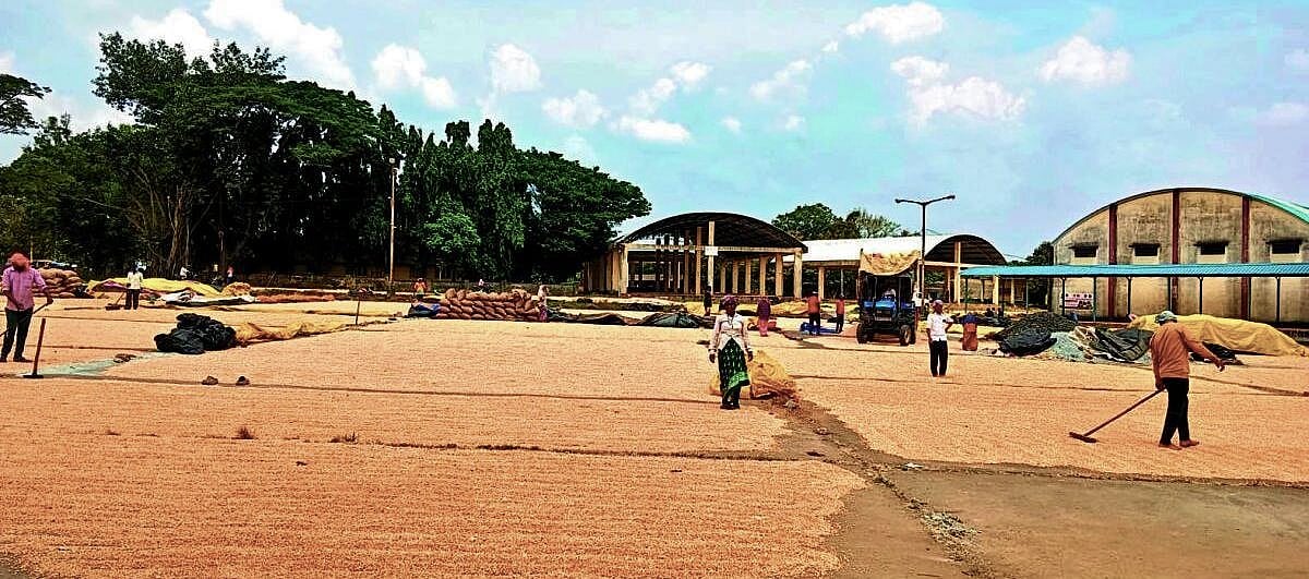 ಹಳಿಯಾಳ: ಗೋವಿನ ಜೋಳ ಖರೀದಿ‌ ಆರಂಭ, ಇಳುವರಿ ಕುಸಿತ