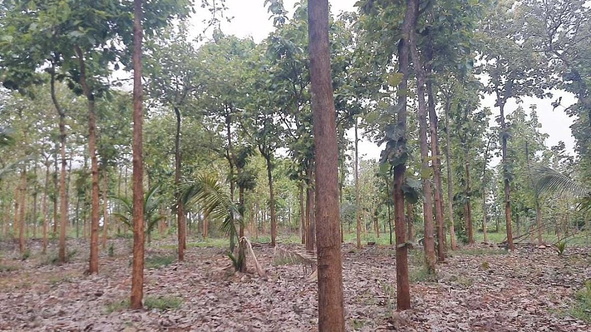 ತೇಗಸಿರಿ ಯೋಜನೆ: ಬೆಲೆಬಾಳುವ ಮರಗಳ ಸಸಿ ನೆಟ್ಟು ಆದಾಯ ಪಡೆಯಬೇಕೇ, ಮಾರ್ಗಸೂಚಿ ಏನು?