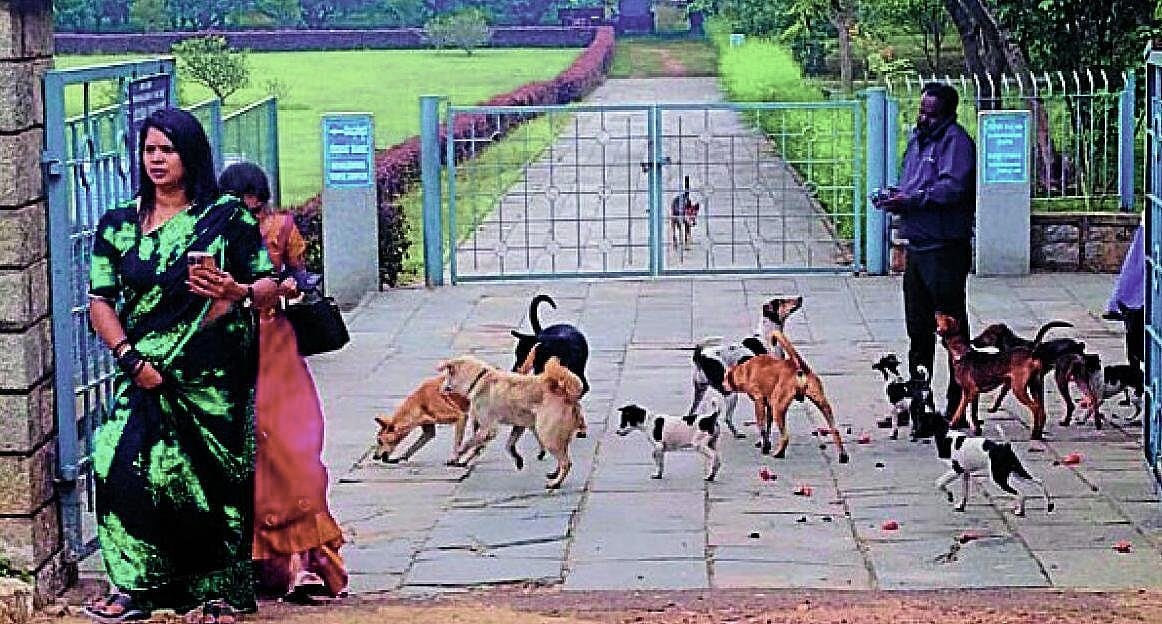 ಹಳೇಬೀಡಿನಲ್ಲಿ ಬೀದಿನಾಯಿಗಳ ಉಪಟಳ, ಭಯದಲ್ಲಿ ದೇಗುಲ ಪ್ರವೇಶ