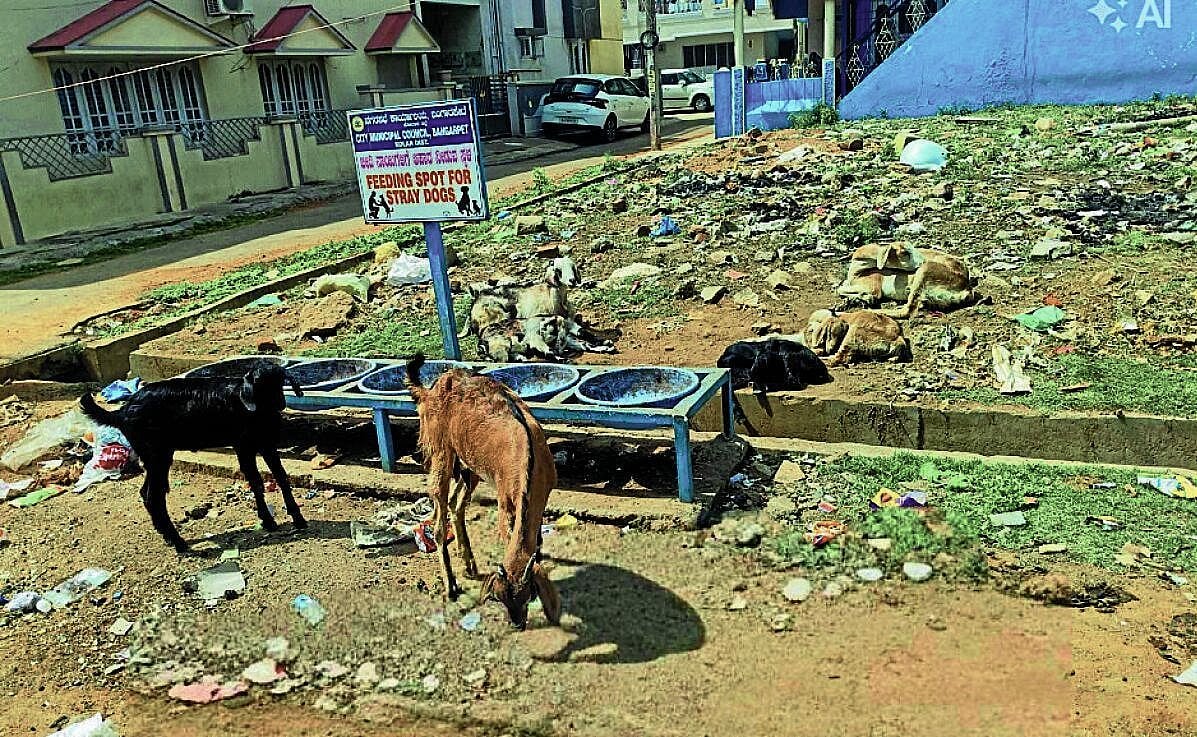 ಬಂಗಾರಪೇಟೆ | ಹಾದಿ ತಪ್ಪಿದ ‘ಫೀಡಿಂಗ್ ಪಾಯಿಂಟ್’ ಯೋಜನೆ, ನಿರ್ವಹಣೆ ಕೊರತೆ