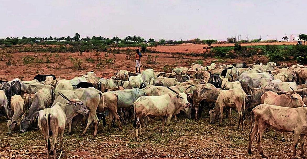 ಚಳ್ಳಕೆರೆ| ಮೇವು–ನೀರಿಲ್ಲದೆ ರಾಸುಗಳ ಪರದಾಟ; ಗೋಶಾಲೆ ಆರಂಭಿಸಲು ರೈತರ ಒತ್ತಾಯ