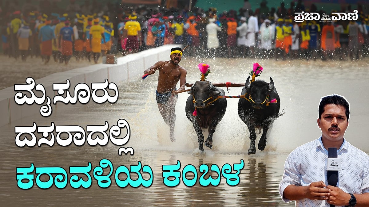 ಮೈಸೂರು ದಸರಾದಲ್ಲಿ ಕರಾವಳಿಯ ಕಂಬಳ | ಸಂಸ್ಕೃತಿಯ ಸಂಗಮವೋ, ರಾಜಕೀಯ ತಂತ್ರವೋ?