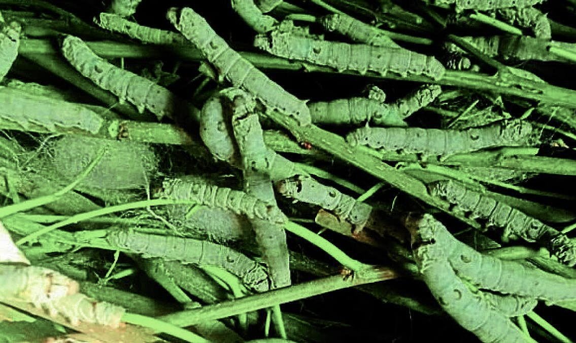 ಉಡುಪಿ: ತಾಪಮಾನ ಏರಿಕೆಯಿಂದ ರೇಷ್ಮೆ ಕೃಷಿಗೆ ಸಂಕಷ್ಟ