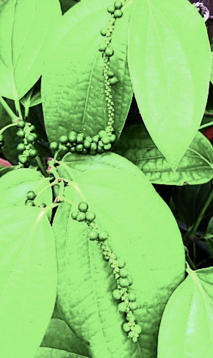 ಶಿರಸಿ: ಕಾಳುಮೆಣಸು; ಹಿಡುಪು ಕೊರತೆ, ಇಳುವರಿ ಕುಸಿತ ಭೀತಿ