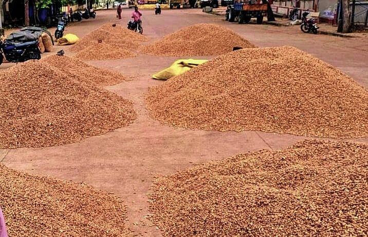ಹುಬ್ಬಳ್ಳಿ: ಶೇಂಗಾ; ಆವಕ, ಗುಣಮಟ್ಟ ಕುಸಿತ