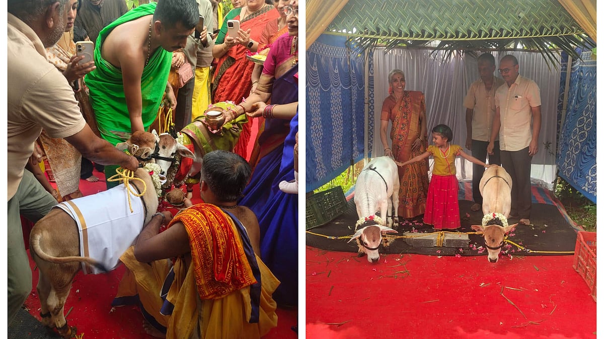 ಹುಣಸೂರಿನಲ್ಲಿ ಪುಂಗನೂರು ತಳಿ ಹೋರಿ–ಹಸು, ನಾಮಕರಣ ಮದುವೆಯ ಸಂಭ್ರಮ