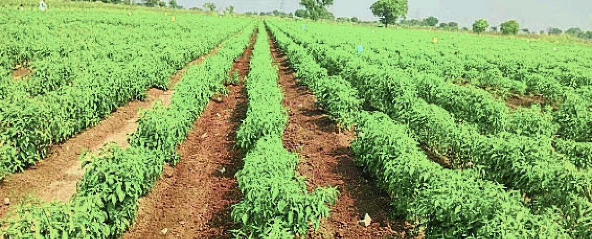 Farmers protest over water allocation for paddy vs. chili crops in Bengaluru