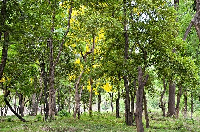 ಚಿಕ್ಕಬಳ್ಳಾಪುರ | ಅರಣ್ಯ ಭೂಮಿ ಮೇಲೆ ಬಿಲ್ಡರ್‌ಗಳ ಕಣ್ಣು, ಒತ್ತುವರಿ ಹೆಚ್ಚಳ