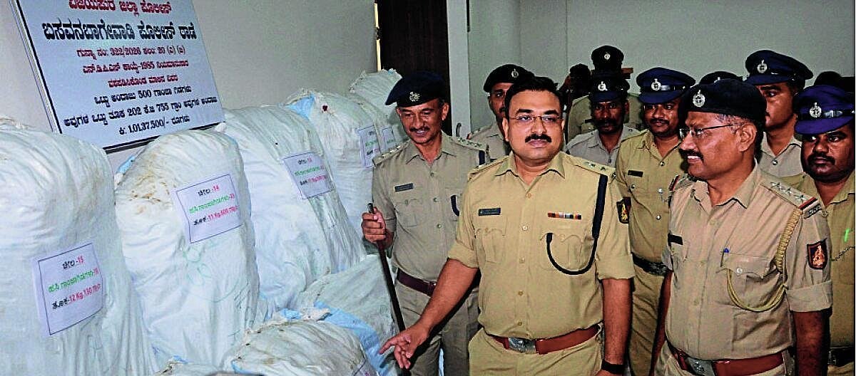 ತೊಗರಿ ಹೊಲದಲ್ಲಿ ಗಾಂಜಾ ಬೆಳೆದ ರೈತ, ₹1.1 ಕೋಟಿ ಮೌಲ್ಯದ ಗಾಂಜಾ ವಶ
