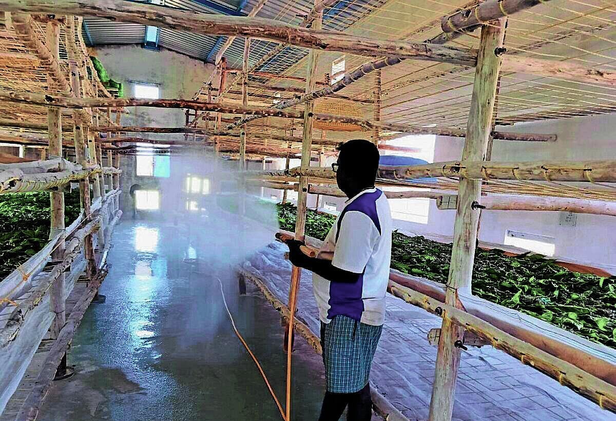 Ramesh builds self-reliant life through silk farming in Turuvekere