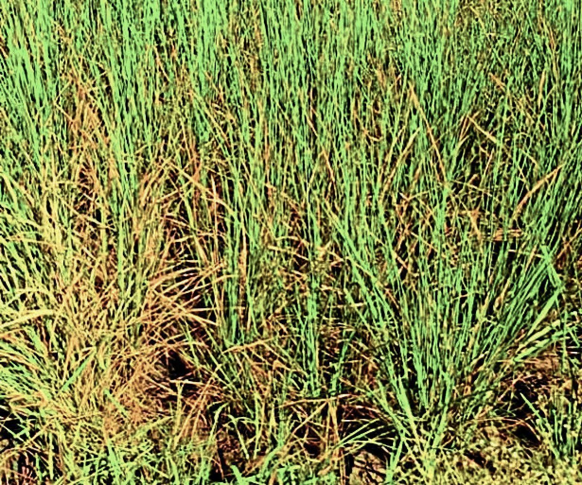 Water scarcity and crop damage plague rice farmers in Achukattu region