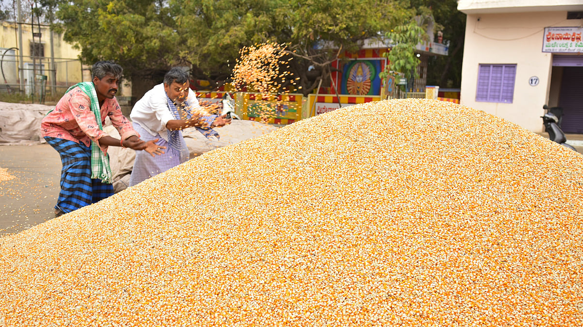ಮೆಕ್ಕೆ ಜೋಳ ಬೆಳೆದವರಿಗೆ ಬಂಪರ್; ಈ ಬಾರಿ ಹೆಚ್ಚಿನ ಬೆಲೆ ಇದೆ, ಬೆಳೆಯೇ ಇಲ್ಲ!