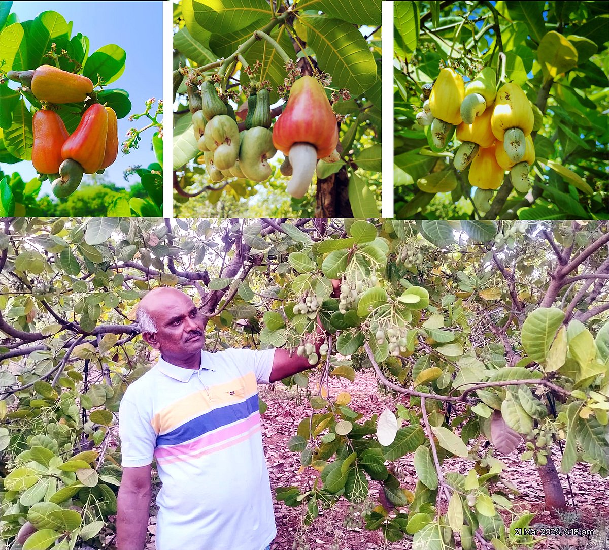 ಅನ್ನದ ಬಟ್ಟಲು: ಗೇರು ಕೃಷಿಗೆ ಸೀತಾಫಲ ಸಂಗಾತಿ!