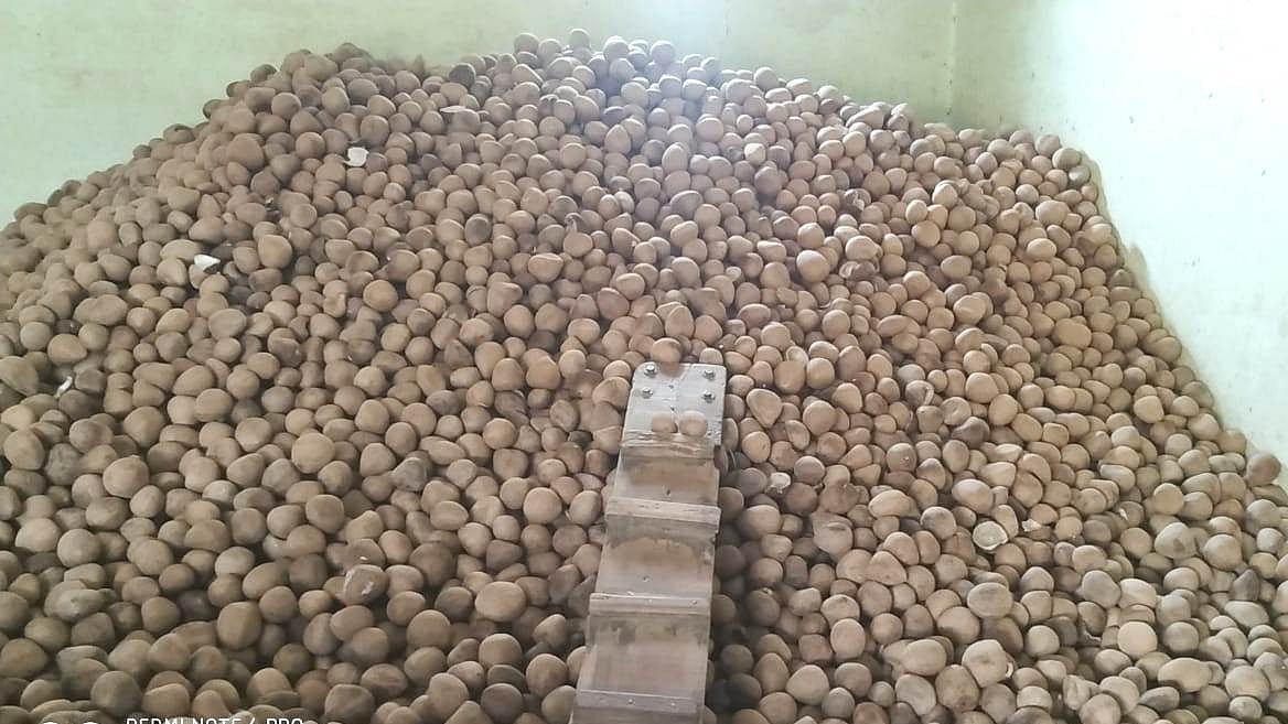 ಕೊಬ್ಬರಿ ಬೆಲೆಯಲ್ಲಿ ಮತ್ತಷ್ಟು ಏರಿಕೆ: ಕ್ವಿಂಟಾಲ್‌ಗೆ ₹33,100 ಗರಿಷ್ಠ ಧಾರಣೆ